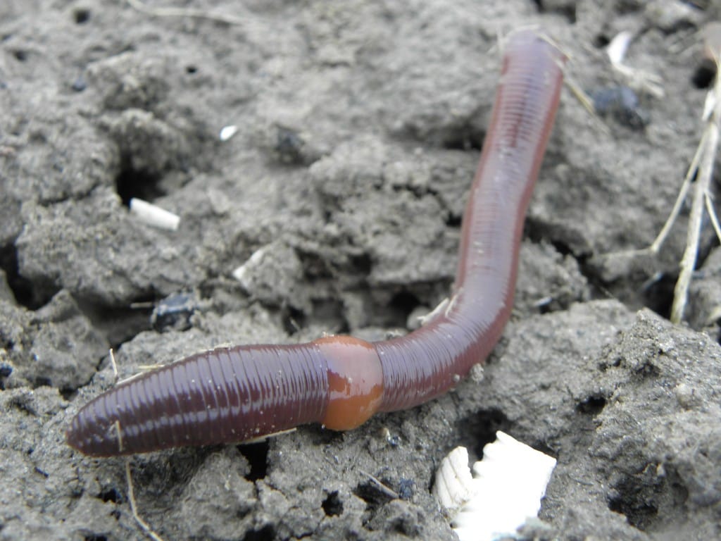 Earthworms in Lawns