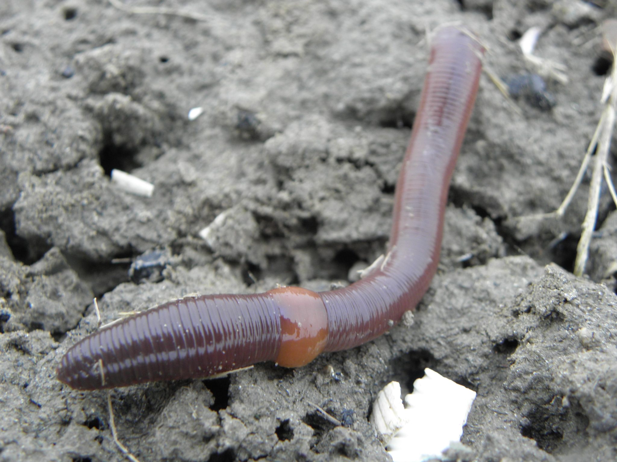 Earthworms in Lawns – Center for Urban Agriculture