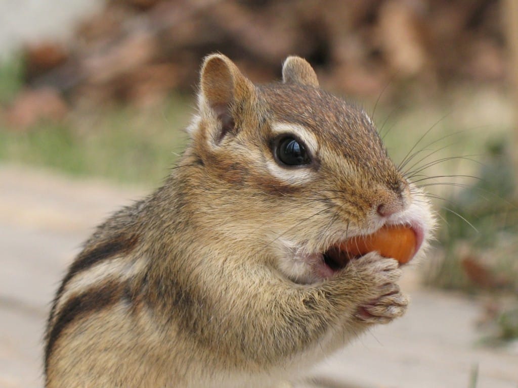 Chipmunks and Their Control