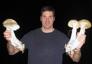 Mushrooms from clusters of M. titans