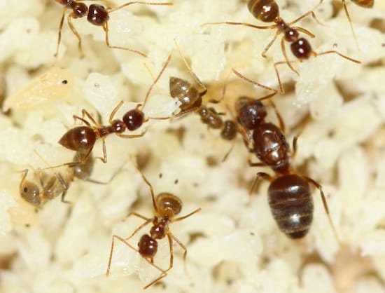Tawny crazy ants, Danny McDonald, Texas A&M