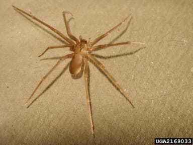 Brown Recluse Spider isn’t Typically a Southerner