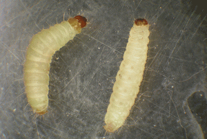 Indianmeal moth larvae (approximately 5/8 inch long and dirty-white to pink to greenish colored) often crawl away from feeding sites before they pupate.