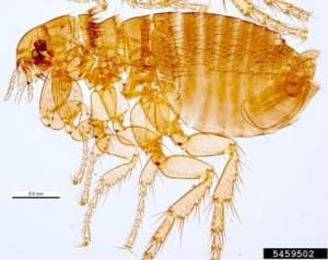 Dog flea, Pest and Diseases Image Library, Bugwood.org