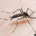 Georgia’s Arboviral Survey results available in the Georgia Mosquito Control Association newsletter