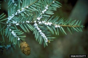 Hemlock Wooly Adelgid Conn. Ag Experiment Station Archive