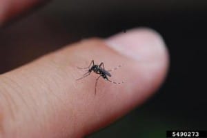 Asian tiger mosquito, Ary Farajollahi, Bugwood.org