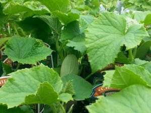 Cucumber vines can be managed.
