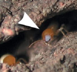 Formosan termite soldier
