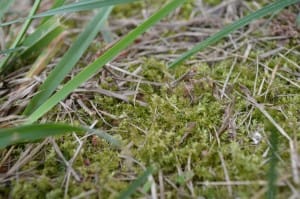 Image - Moss growing in turf, Rebecca Jane Lynch
