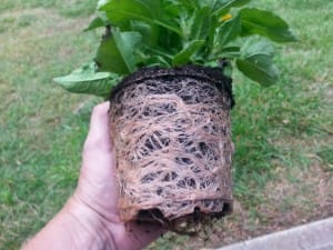 The roots of this plant need to be disturbed so they will easily grow in the new soil.