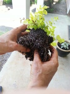 Gently separate the roots using your hands.