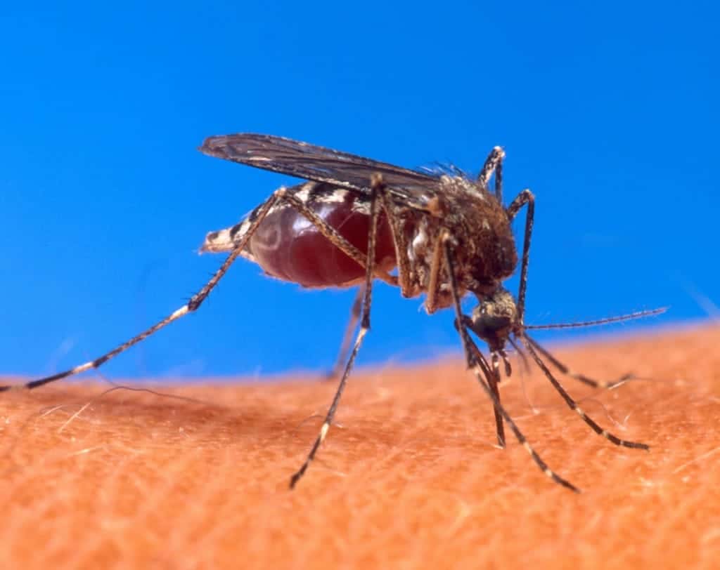 New Online Video Helps Prepare Pesticide Applicators to Pass the Mosquito Control Exam