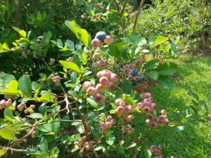 Blueberries About to Ripen