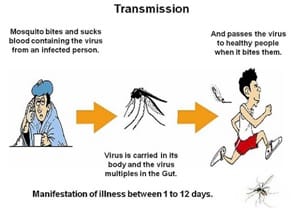 Chikungunya transmission