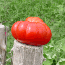Costoluto Genovese Tomato - photo courtesy of Monticello
