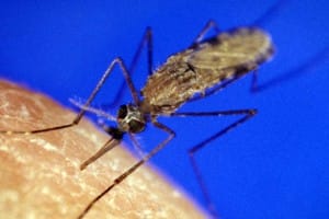 Anopheles mosquito image from online article