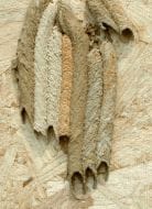 Pipe Organ Mud dauber Nest, Wikipedia, User: Pollinator