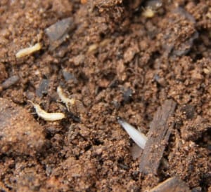 Termites in garden soil Dowdy