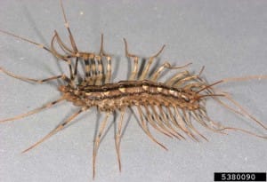 Centipede Gary Alpert, Harvard University, Bugwood.org