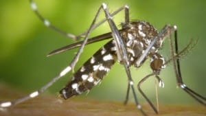 Chikungunya cdc-aedes-albopictus2