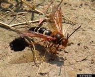 Cicada killer - Jessica Lawrence, NC State Entomology Department, Bugwood.org