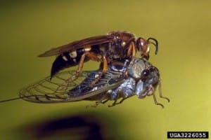 Cicada killer - Ronald F. Billings, Texas Forest Service, Bugwood.org