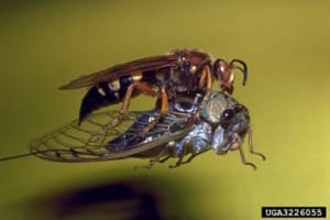 Cicada-killer-Ronald-F.-Billings-Texas-Forest-Service-Bugwood.org_-300x200