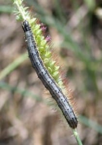 Fall Armyworms in Turf