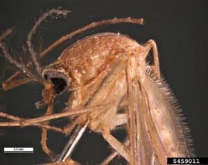 Southern House Mosquito, Pest and Diseases Image Library, Bugwood.org