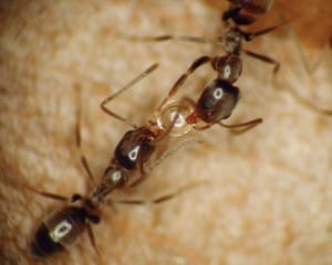 Ants engage in a social  behavior known as trophallaxis, or food sharing, during which  food (including bait) is distributed among nestmates.