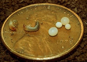 White grub eggs and small larvae