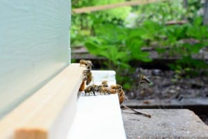 Honey Bees Coming Home - photo by Jeff Martin