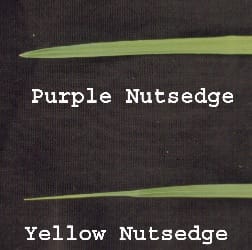 Leaf tips of Yellow and Purple Nutsedge. Notice the differences in leaf tips. Purple Nutsedge has a keel shape, and yellow nutsedge is pinched. Mark Czarnota