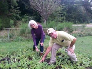 Master Gardener Averil Bonsall and UGA Extension Agent Gary Pieffer show off a beautiful bed of watermelons.