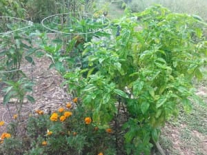 Basil in a plot with peppers and tomatoes
