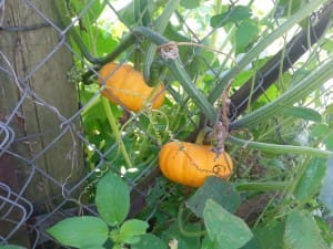 Growing Halloween Pumpkins in Georgia