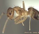 Tawny crazy ant worker. Photo by Danny McDonald. Click on the image to view the major identifying characteristics. Image from Texas A&M publication found at http://urbanentomology.tamu.edu/ants/rasberry.html