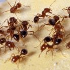 Dealing with Fire Ants in the Community Garden