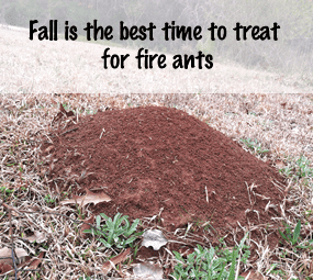 Dealing with Fire Ants in the Community Garden