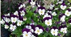 Pansies and Violas: Getting the Most Out of Winter Color Beds