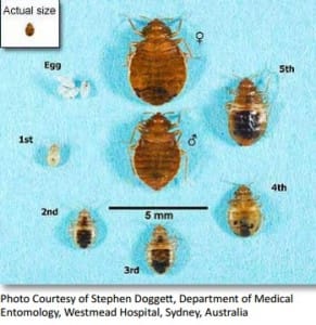 Bedbug lifecycle