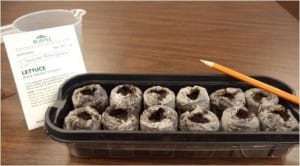 Seed tray with pellets made of peat moss. The pellets expand with the addition of water. - photo by Amy Whitney