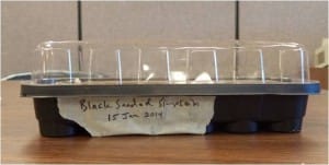 Jiffy seed tray with lid in place. Labeling your seed trays with the seed type and date of planting is helpful. - photo by Amy Whitney