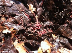 Worms in Compost - photo by Sharon Dowdy