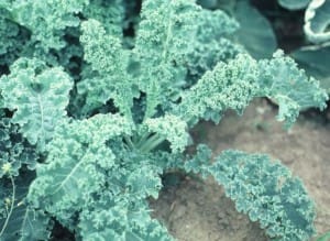 Kale plants are loose leaves and do not form heads.  Photo courtesy of Purdue University.