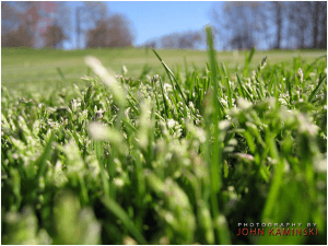 Annual bluegrass can produce seeds even when closely mowed. Image - John Kaminiski