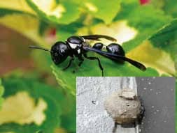 Potter wasp and nest Suiter-Ames