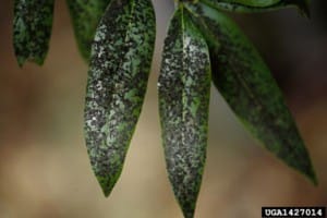 Aphids are Pests in the Georgia School or Community Garden