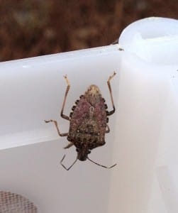 Brown marmorated stink bug, image by Brian Little.